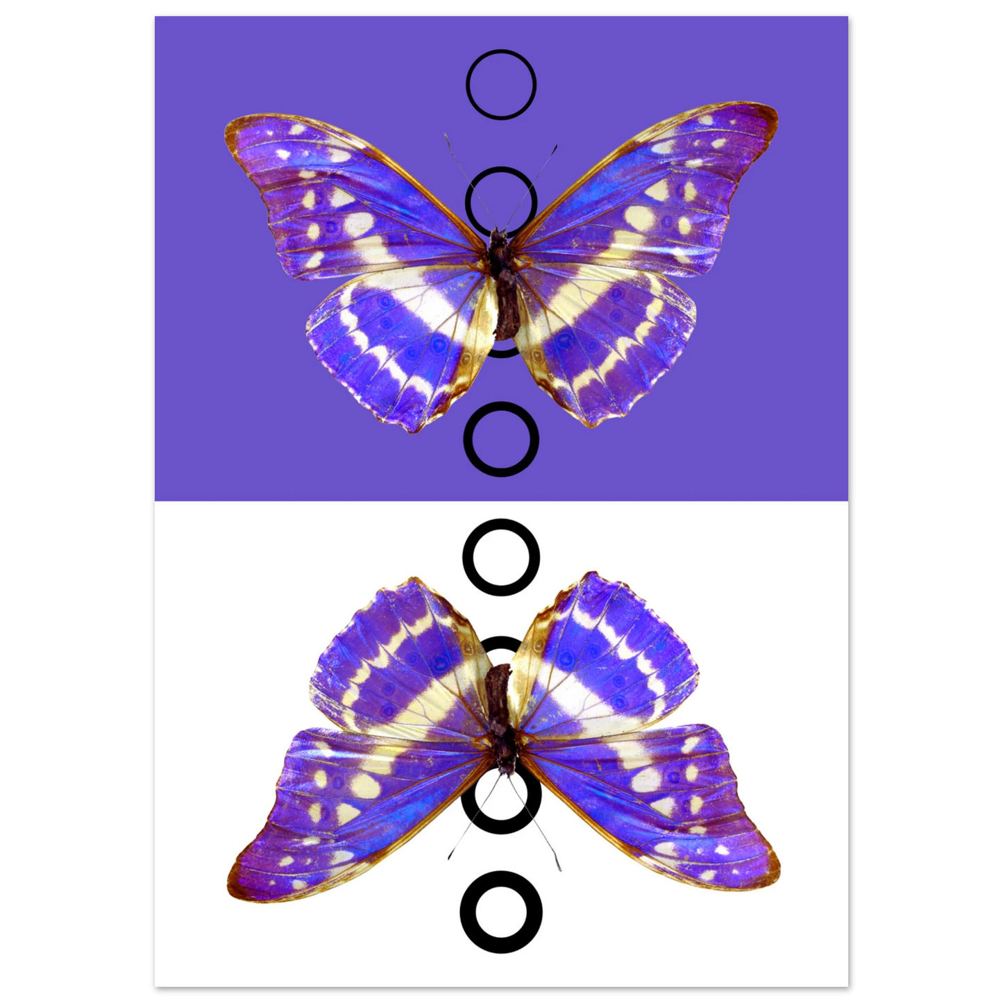 b2e69650-4c3c-4750-b9af-68c69d040d6d